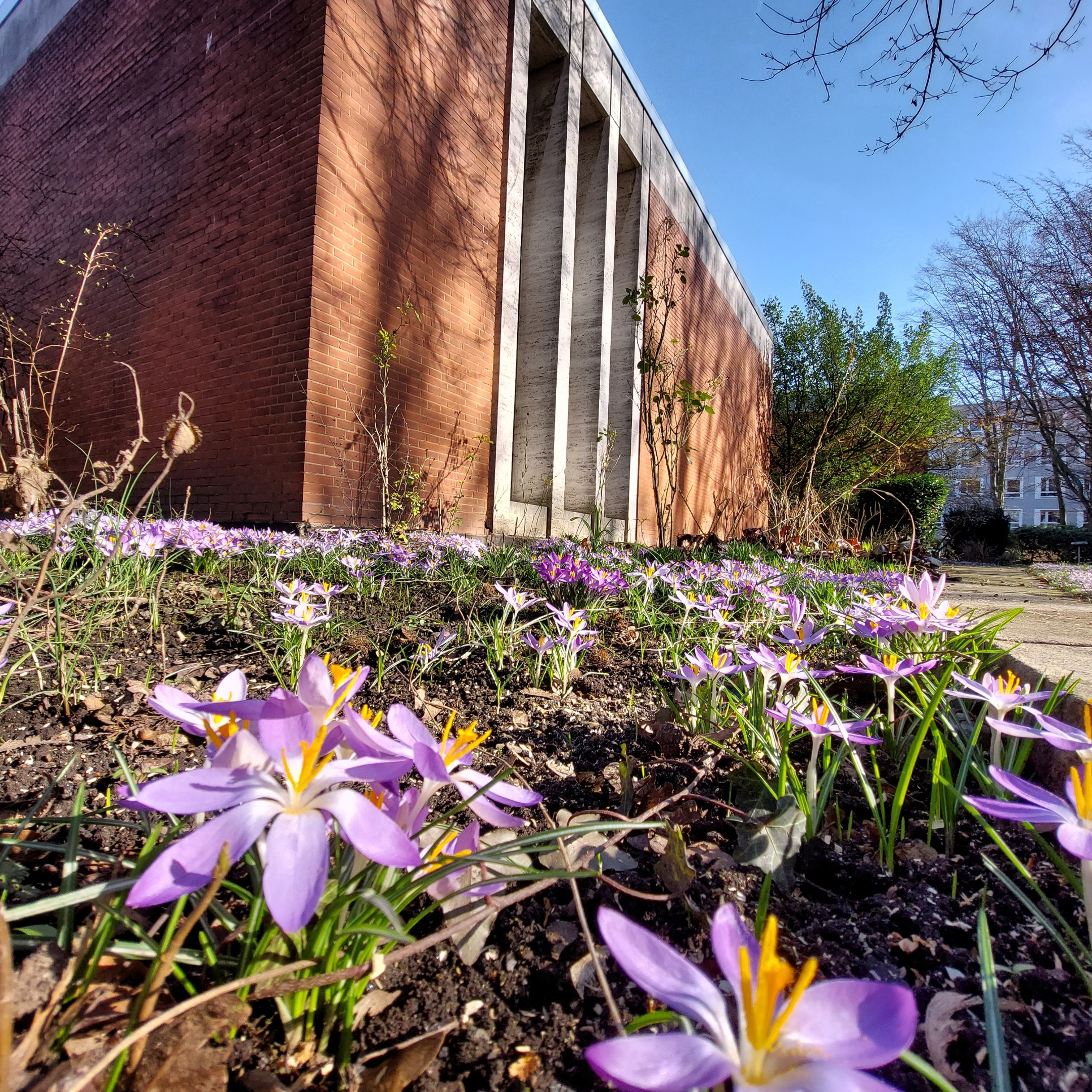Blumen im Garten vor der Akademie